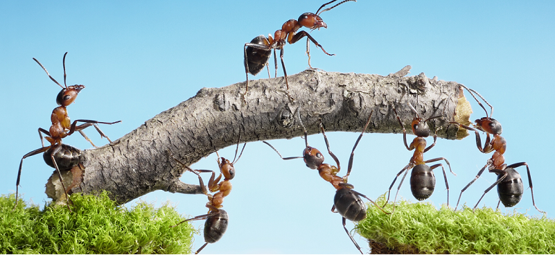 Ameisen, die gemeinsam einen Stock über eine Schlucht aufstellen als Brücke. Teamwork.