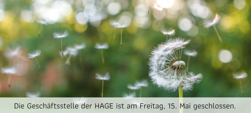 Pusteblumen auf einer Wiese